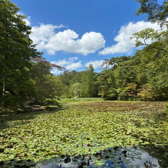 森林植物園の蓮池は圧巻