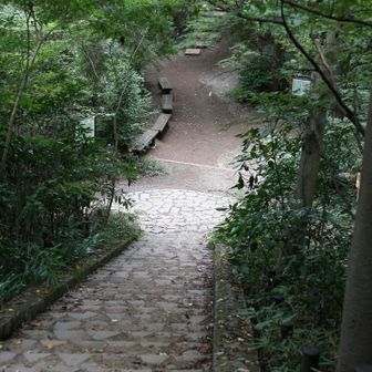 石段降りて分岐へ