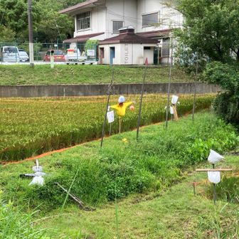 野外活動センターの稲穂と案山子たち