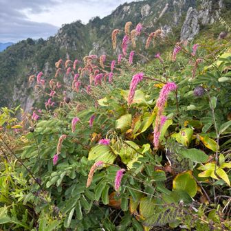 カライトソウと三方崩山
