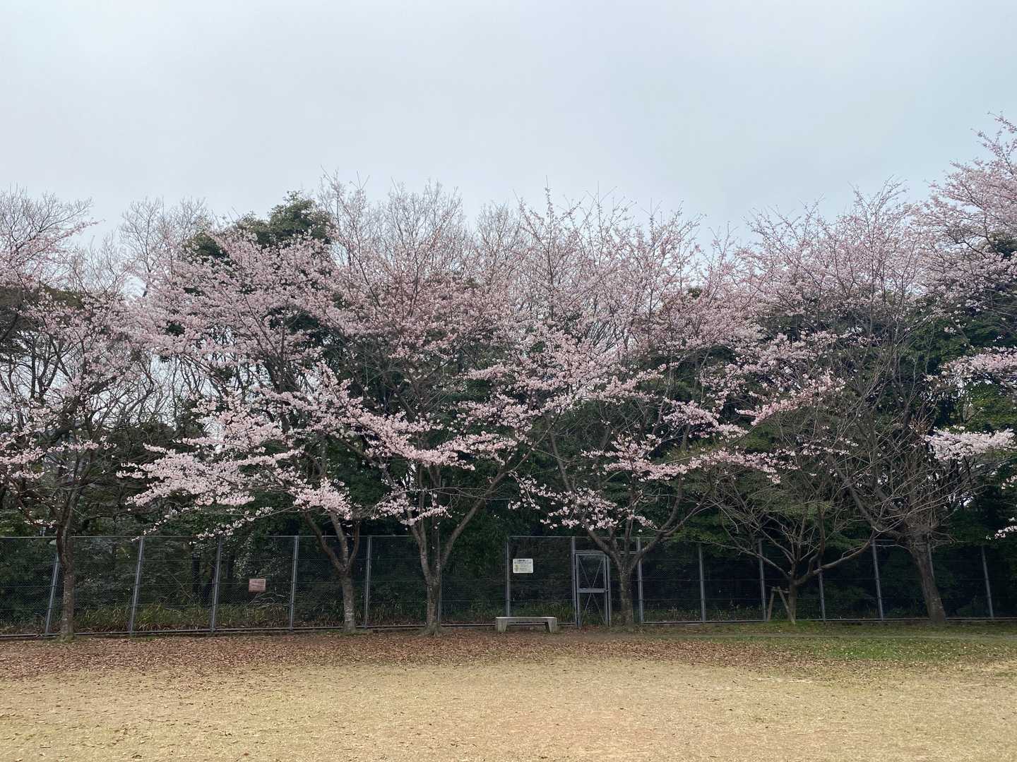 桜開花中🌸