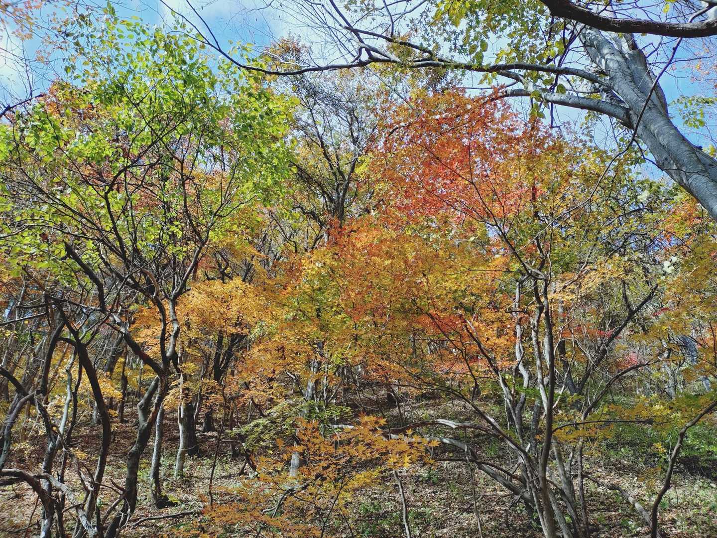 下の方の紅葉
