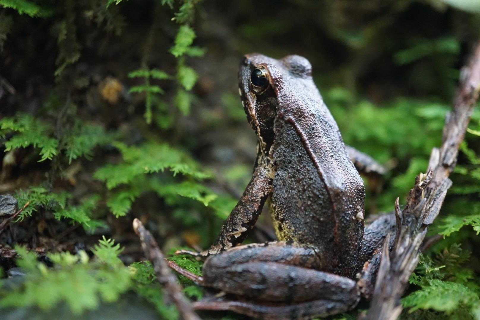 冬眠しちゃうならウチに来る？🐸
