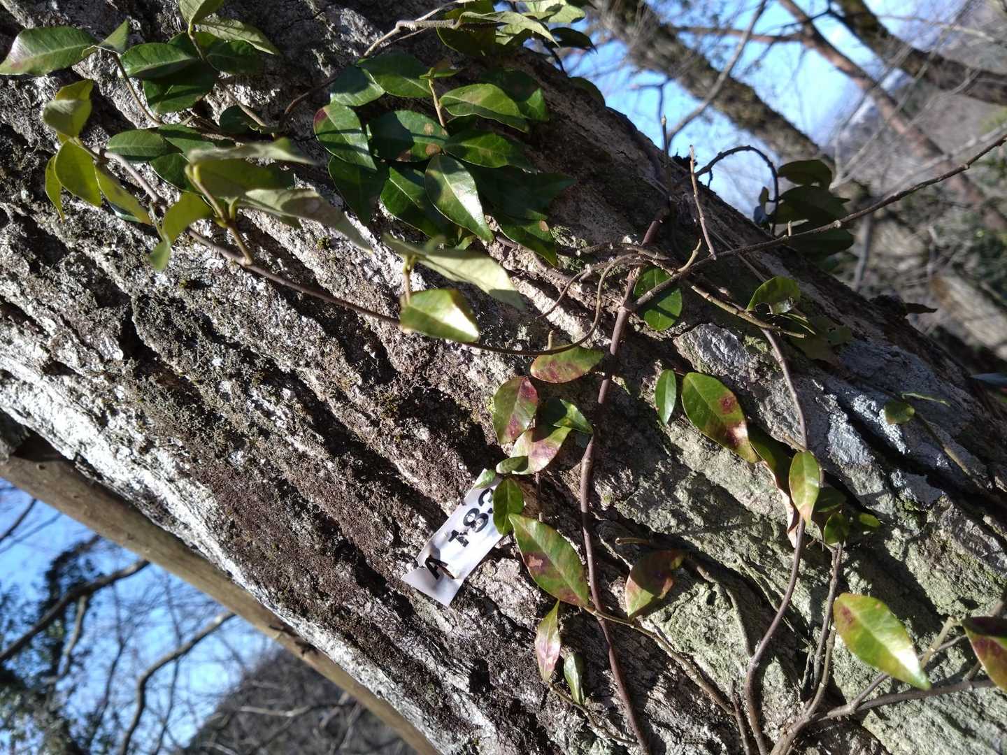 君にも、番号が…。
🍃ﾂﾙさん、お利口さんだね。
番号は、隠さずに成長してるのね。
お利口さん(⁠*⁠˘⁠︶⁠˘⁠*⁠)⁠.⁠｡⁠*⁠