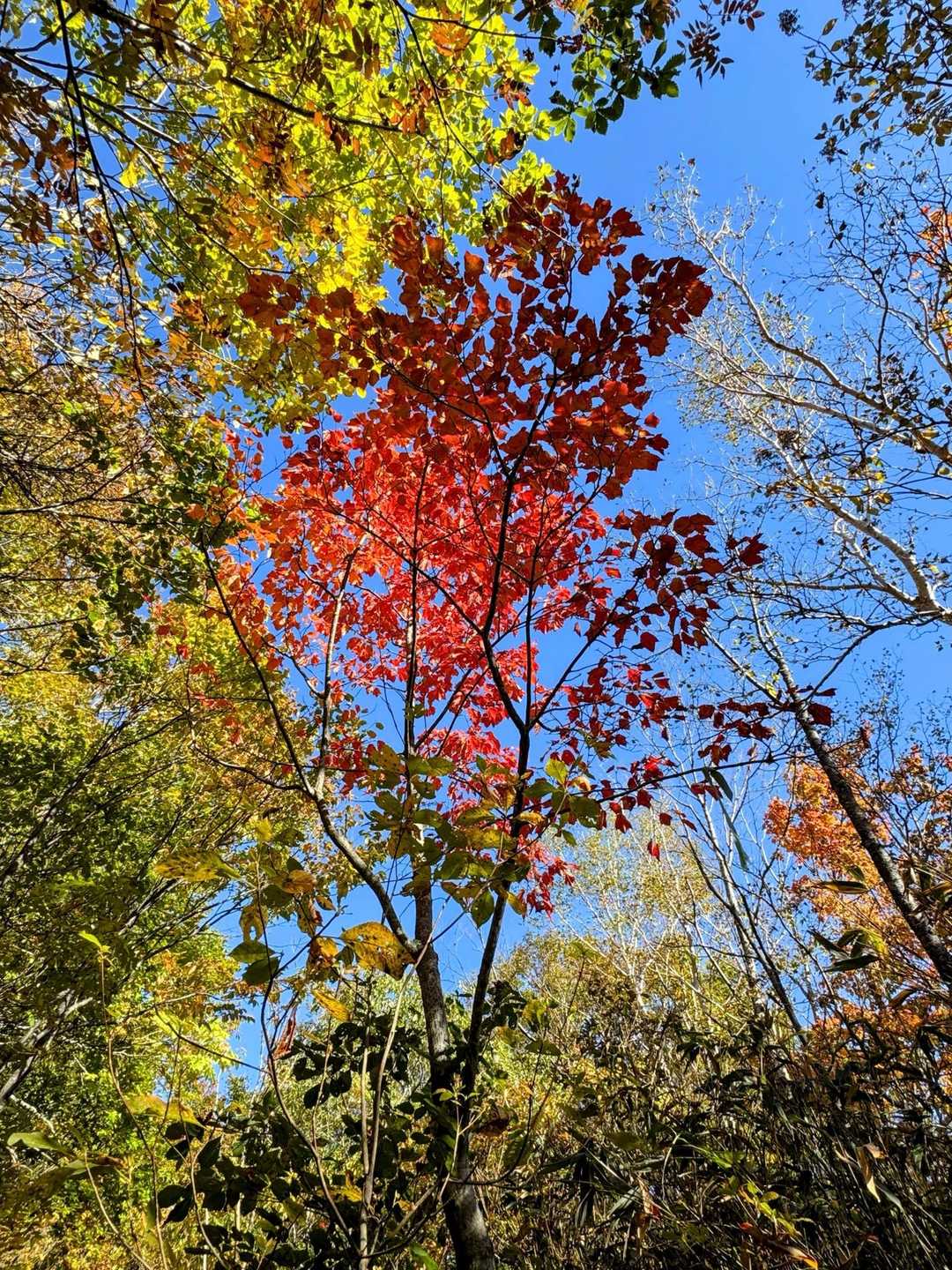 赤が眩しい