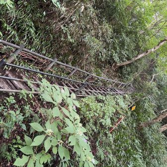 いきなり急登がしばらく続きます…