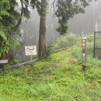 下山最初は藪漕ぎに近く、足がびしょ濡れ😭