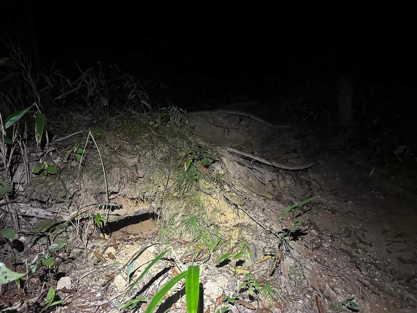 サネ尾の途中で新たな巣穴が出来たよです🦡