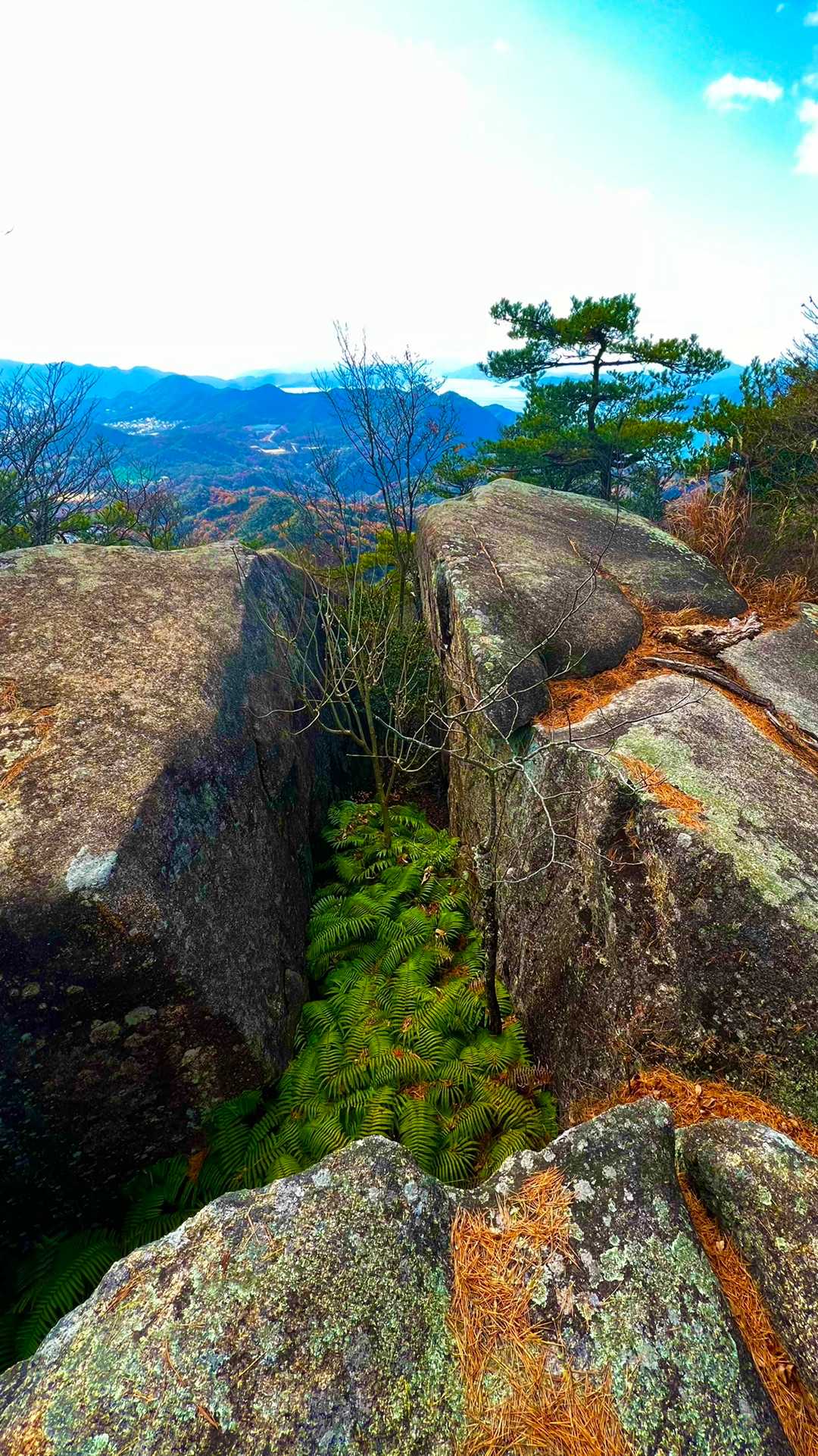 中野山の写真