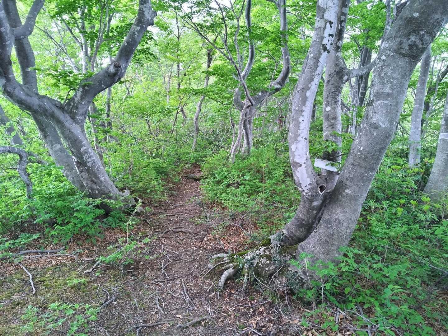 菅倉山 往復コースの写真