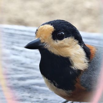 🐧山ちゃん😍