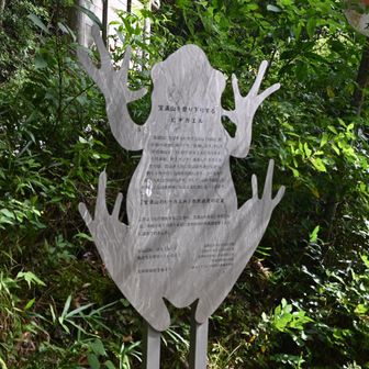蛙の看板もありました
