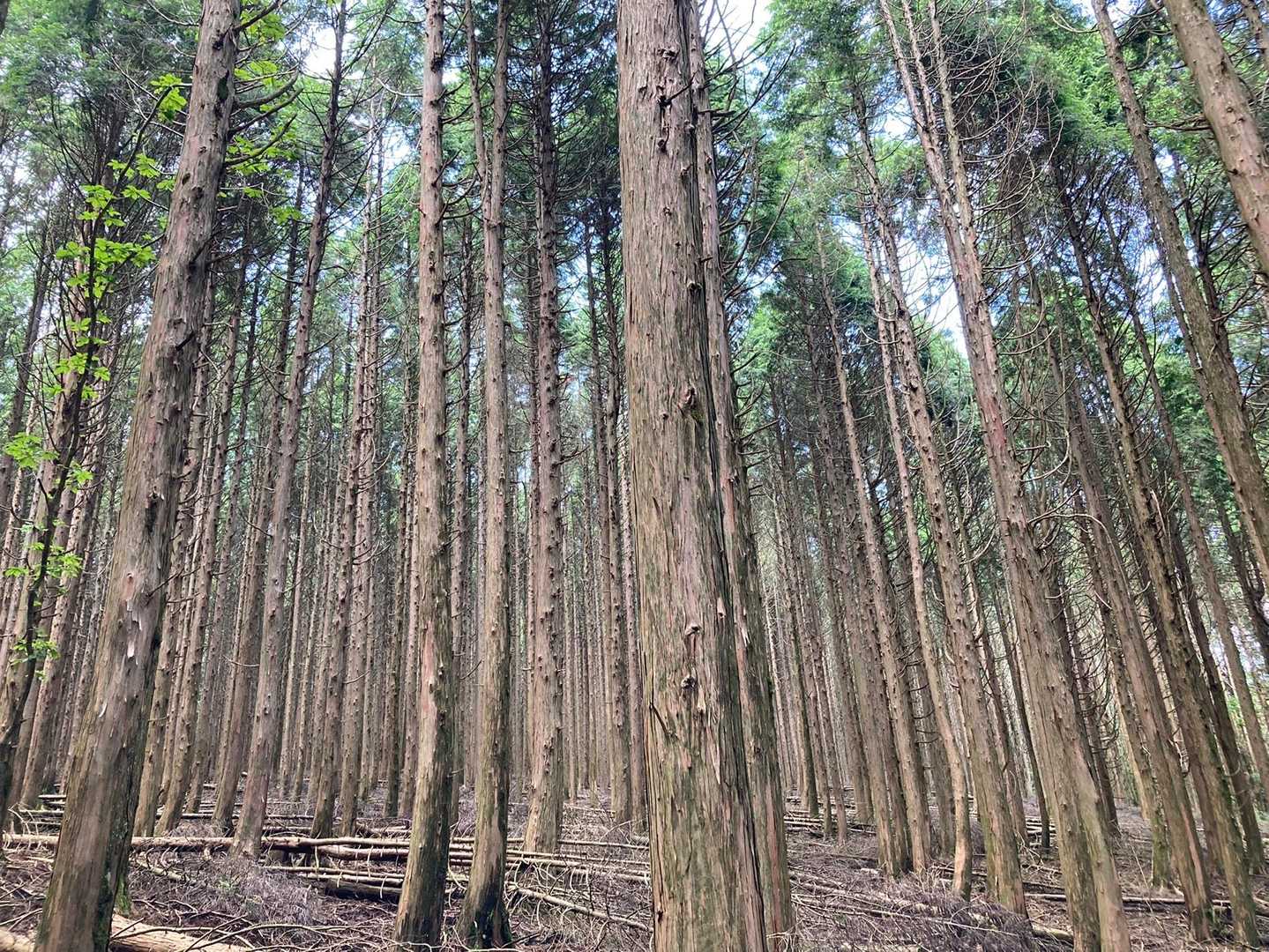 林林
あ、森林ガイドで、杉の木は間引かれる
のだと知りました
なので、伐採してあるのだろう