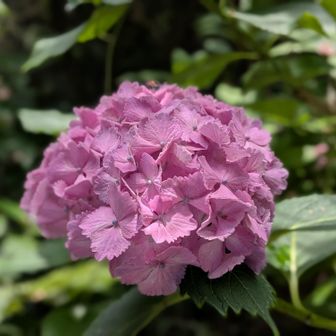 林道よし
山に咲くアジサイはこと綺麗