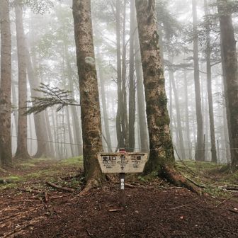 ダケモミの丘