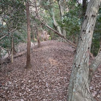 こんな感じの登山道。気持ちいい✨