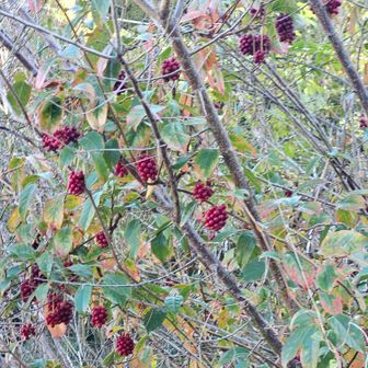 サネカズラですよね～