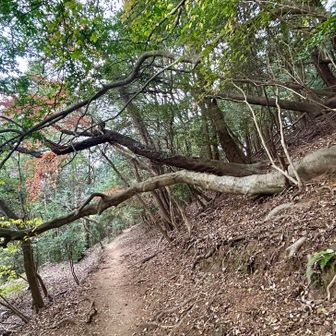 折れちょんのかな
と思わせて
根っこはしっかり(•̥̑.̮•̥̑)