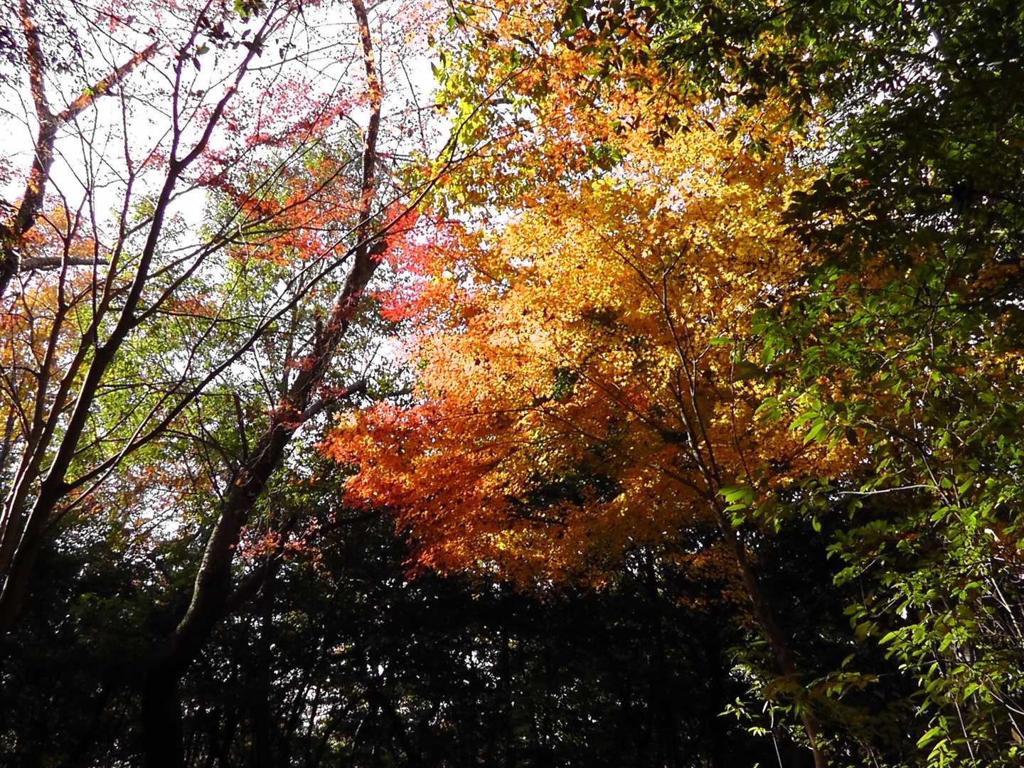 紅葉のキレイなとこもあったり