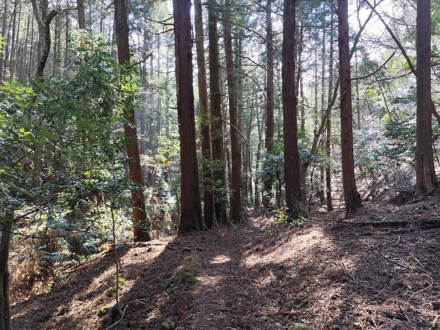 久松山 周回コースの写真