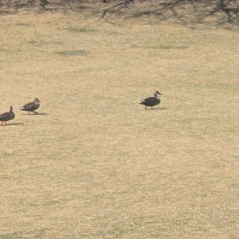 池から出てきてヨチヨチ歩いてました