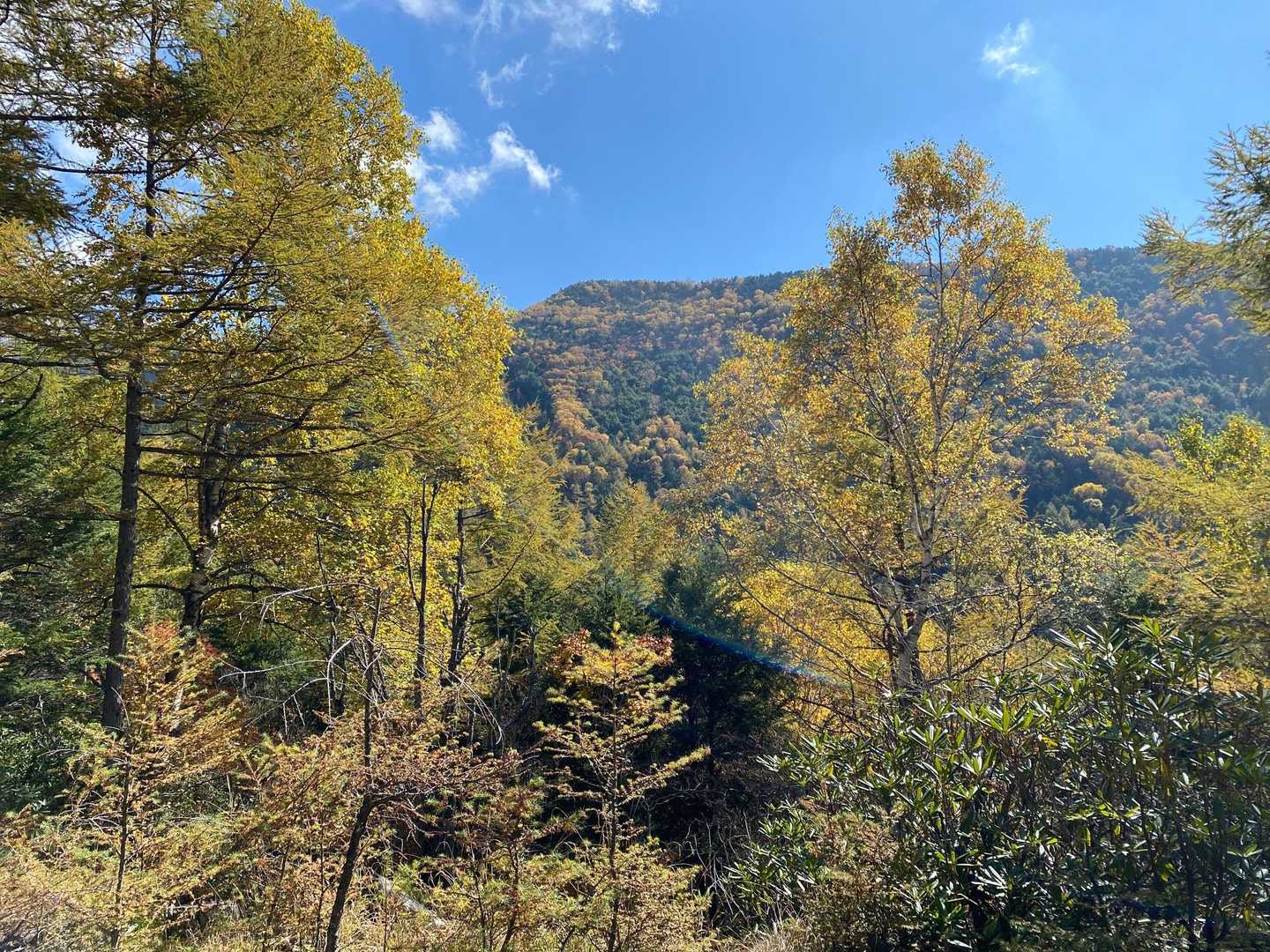 紅葉🍁