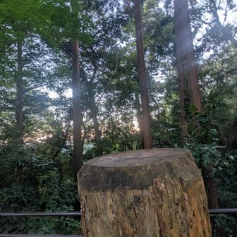 切り株アートは何もないですね。なんかさみしいな🥺