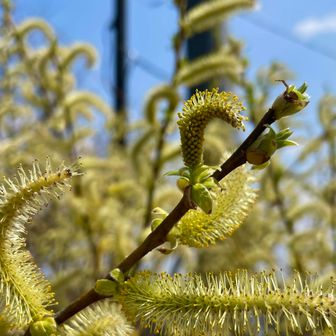ネコヤナギでしょうか？🤔