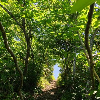 とにかく、やったら暑かった。リハビリ山行＆暑気順化のつもりだっが、暑気順化出来ず。💦
とにかく汗だく全身ずぶ濡れ。💦
緑のトンネルが見えてやっと火燈山山頂です。😮‍💨