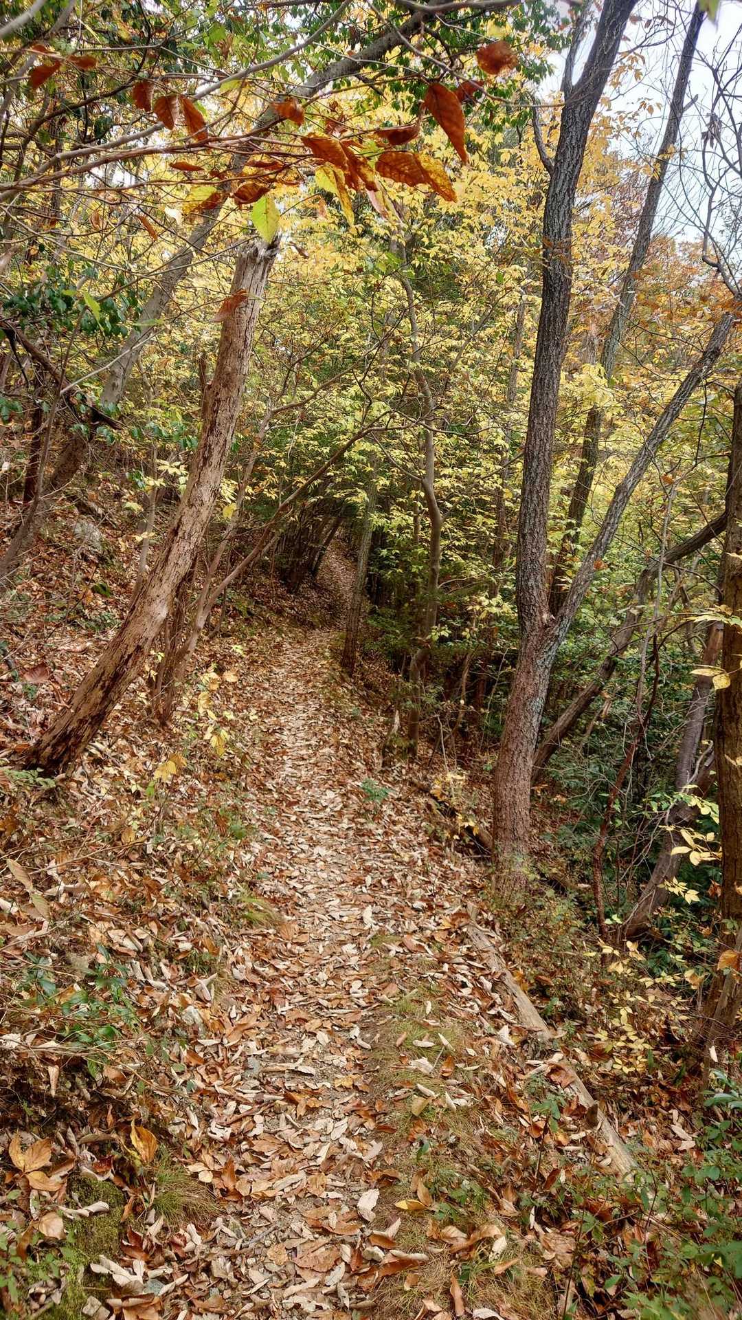 白山大権現参道口-野一色権現山-洞山-鷹巣山 往復コースの写真