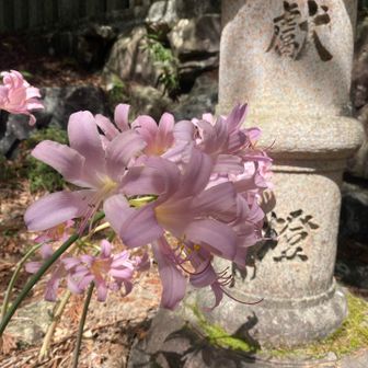 ナツズイセン