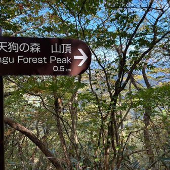 天狗の森という名前の山ね。このあと思わす山頂を行き過ぎました。