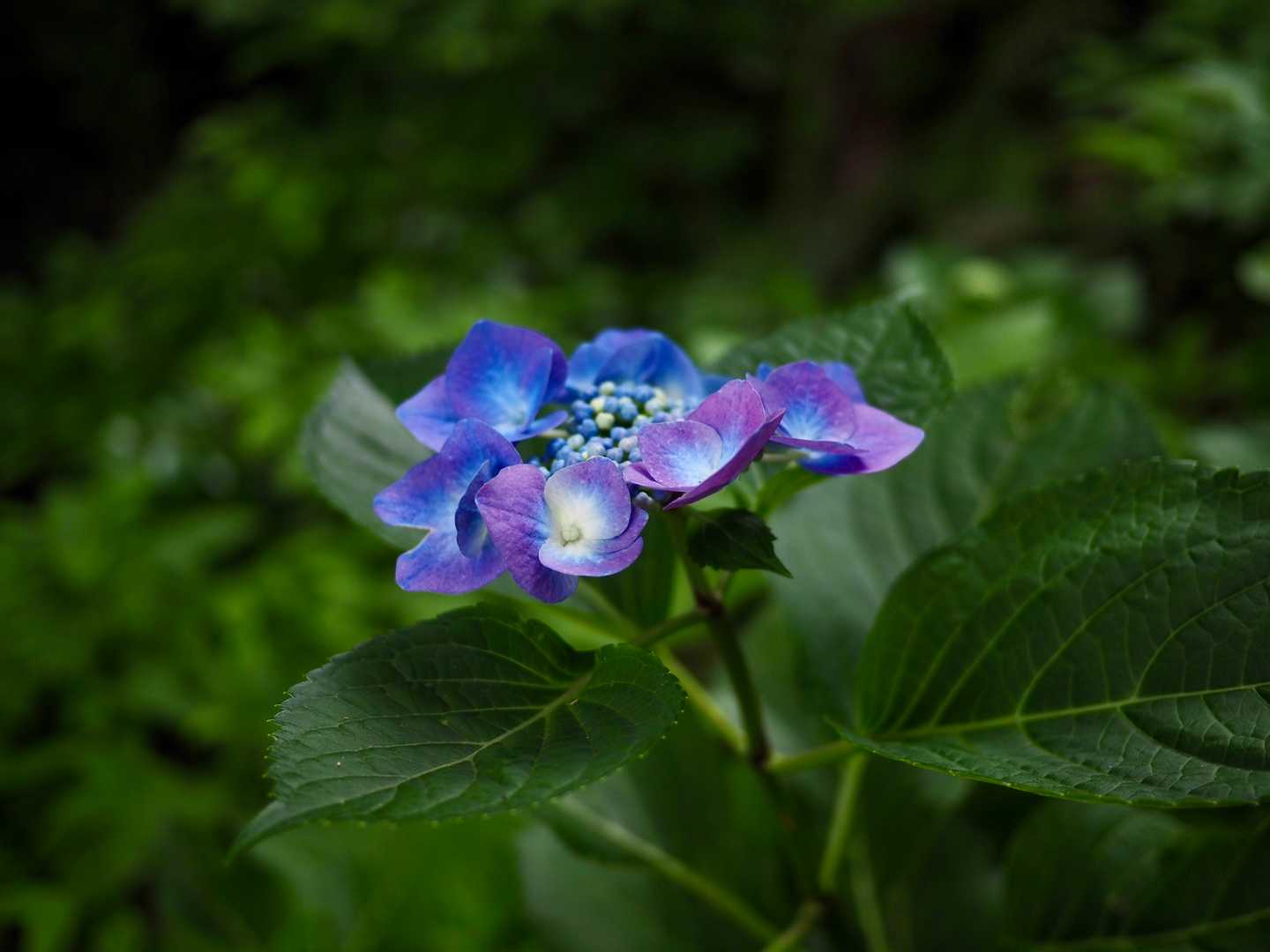 木実山の写真
