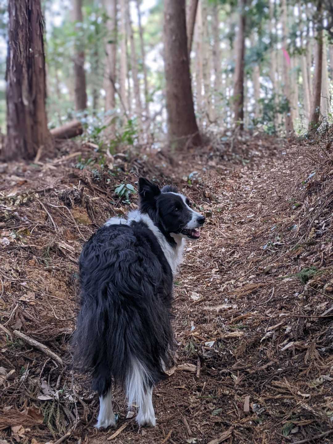 湯川山 往復コースの写真