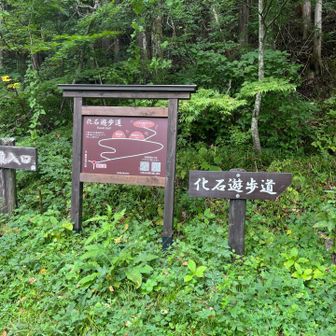化石も気になるけど、今日はスルー😔