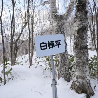 下山時の白樺平