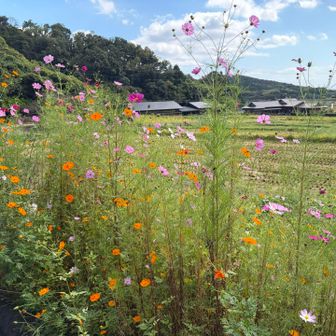 コスモス🌸もうすっかり秋ですねー。