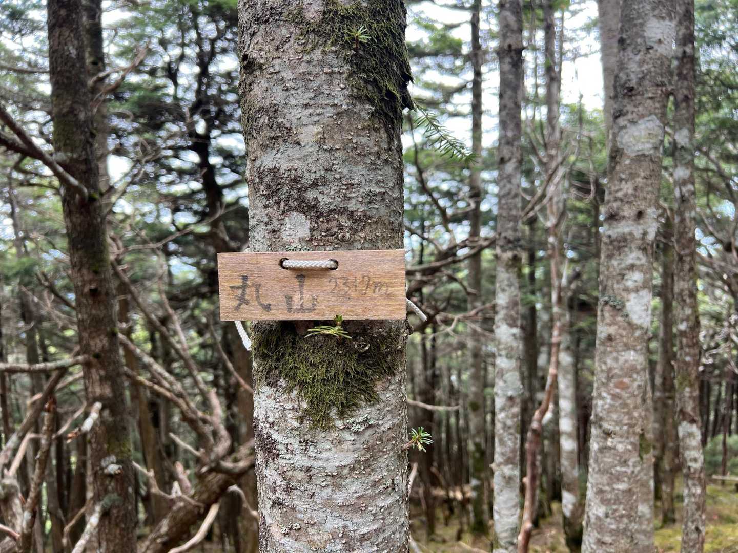 丸山🏔️
うっかり通り過ぎそう