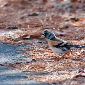 あら！アトリくん
