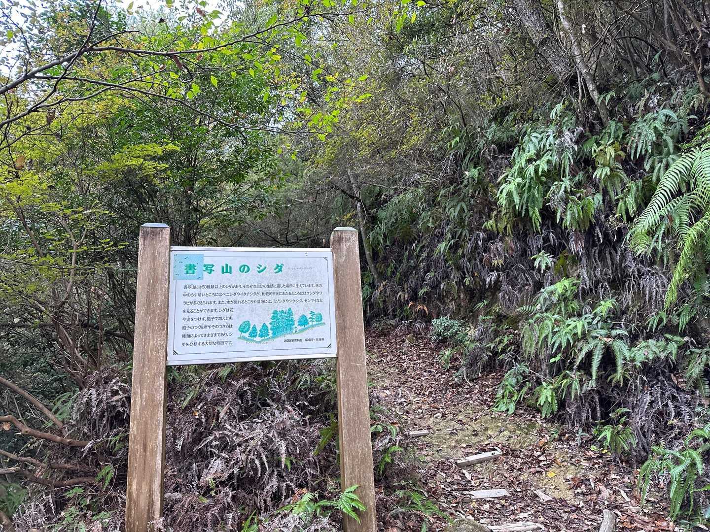 刀出坂登山道はシダ🛣️が多いみたいです。