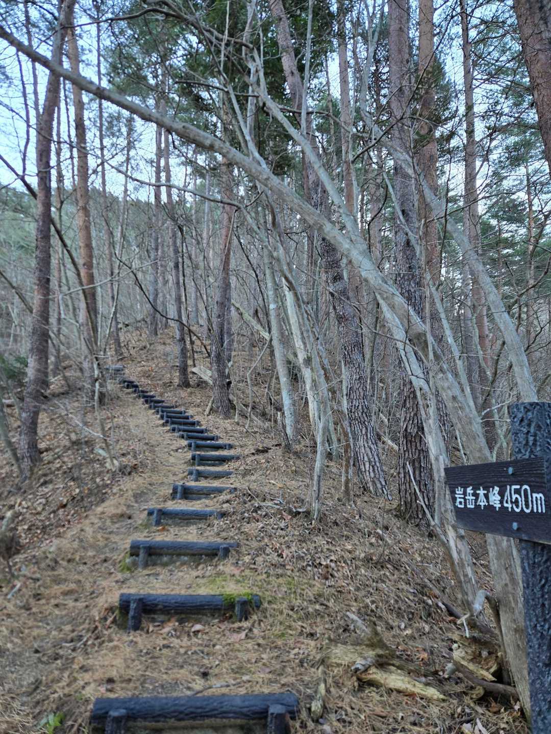 スタート直後は背丈よりもずっと高い笹薮の中進みます。刈り払いもされているので歩きやすいです。そこを過ぎると整備された階段がひたすら続きます。ヘロヘロ😵🌀になります。