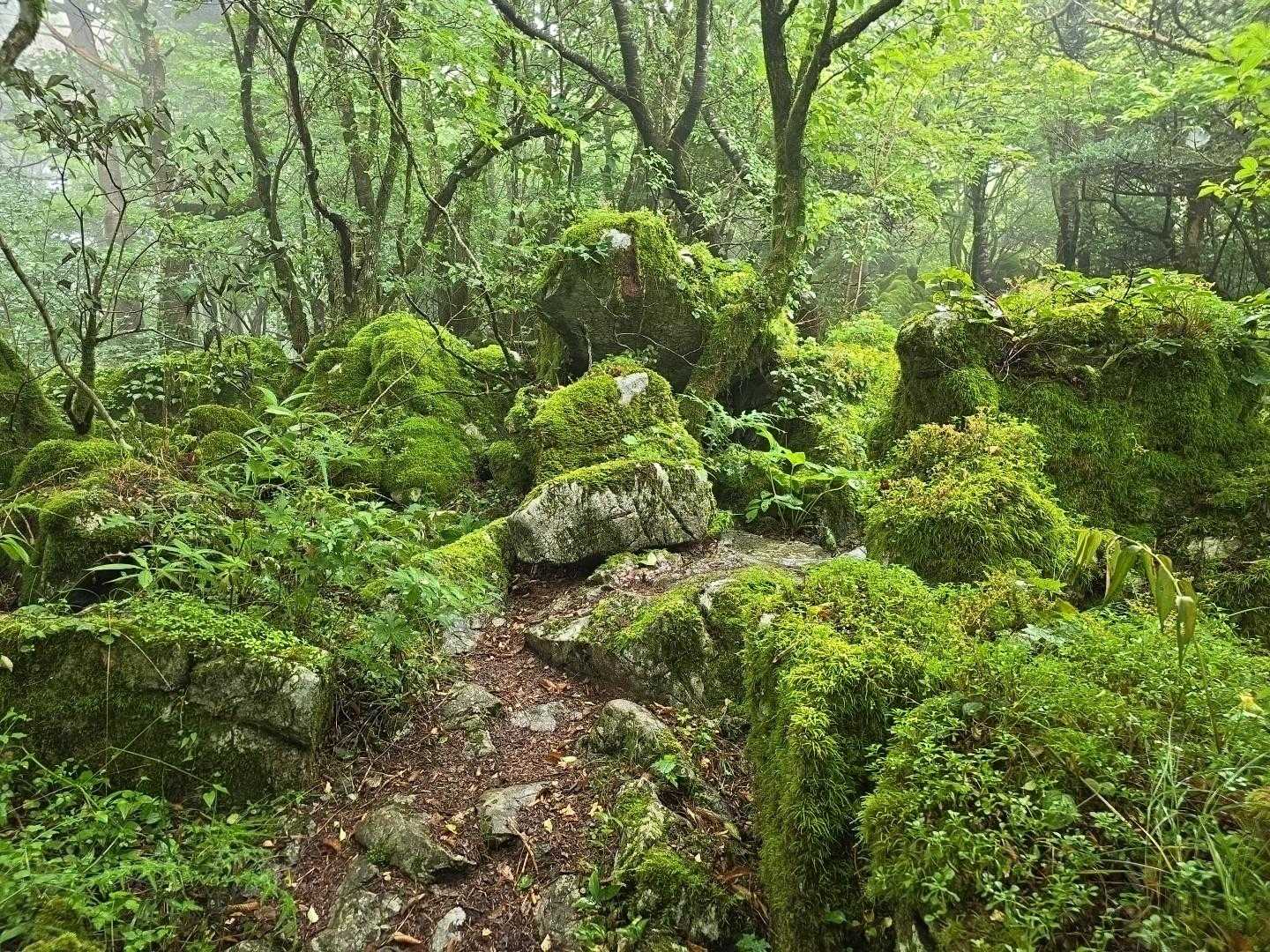 四国カルストの絶景稜線歩き・天狗ノ森の写真