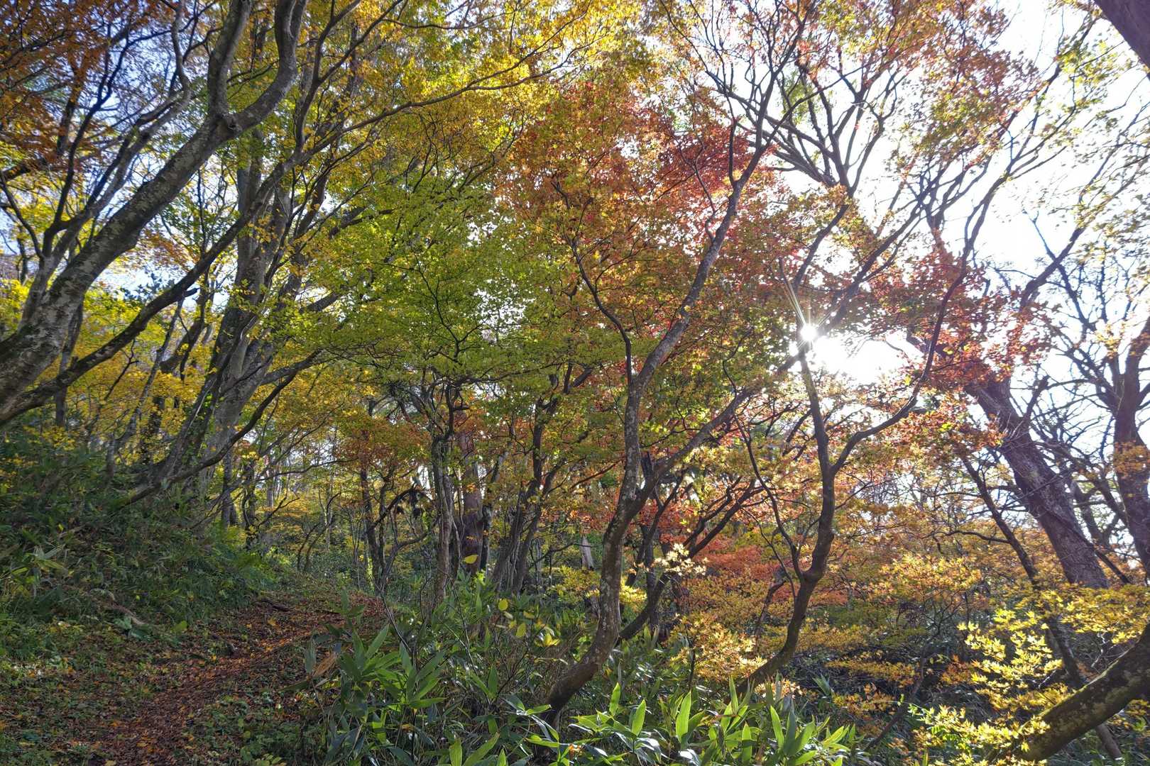なかなかキレイ🍁