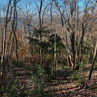 ここの森も良いね
コナラかナラか知らんけどドングリのはずだが実が無い、ブナと同じく不作だったのか？