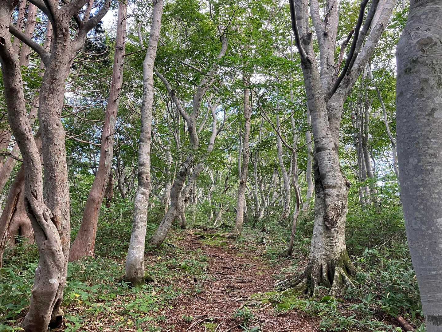 大好きな登山道♡