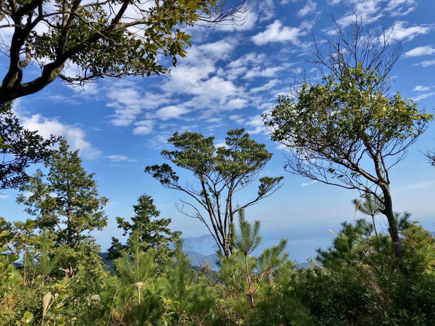 初夏の色彩。