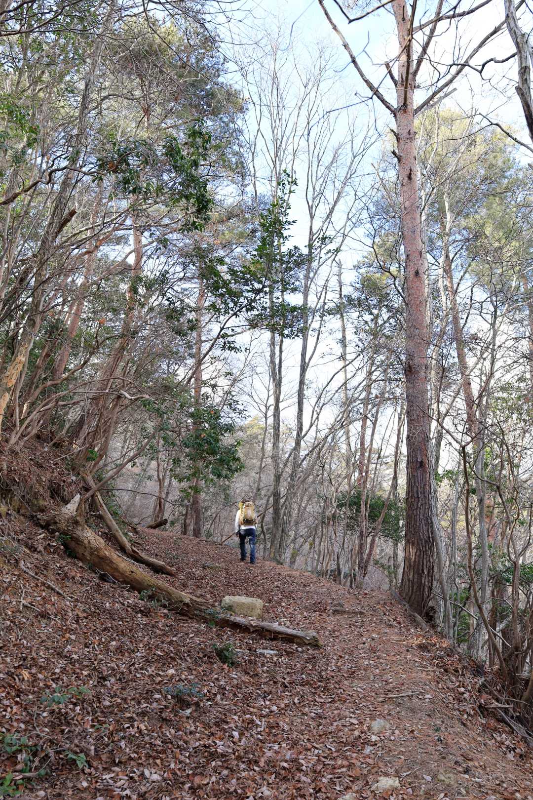 大野山 往復コースの写真