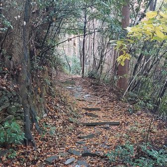 落ち葉のじゅうたん