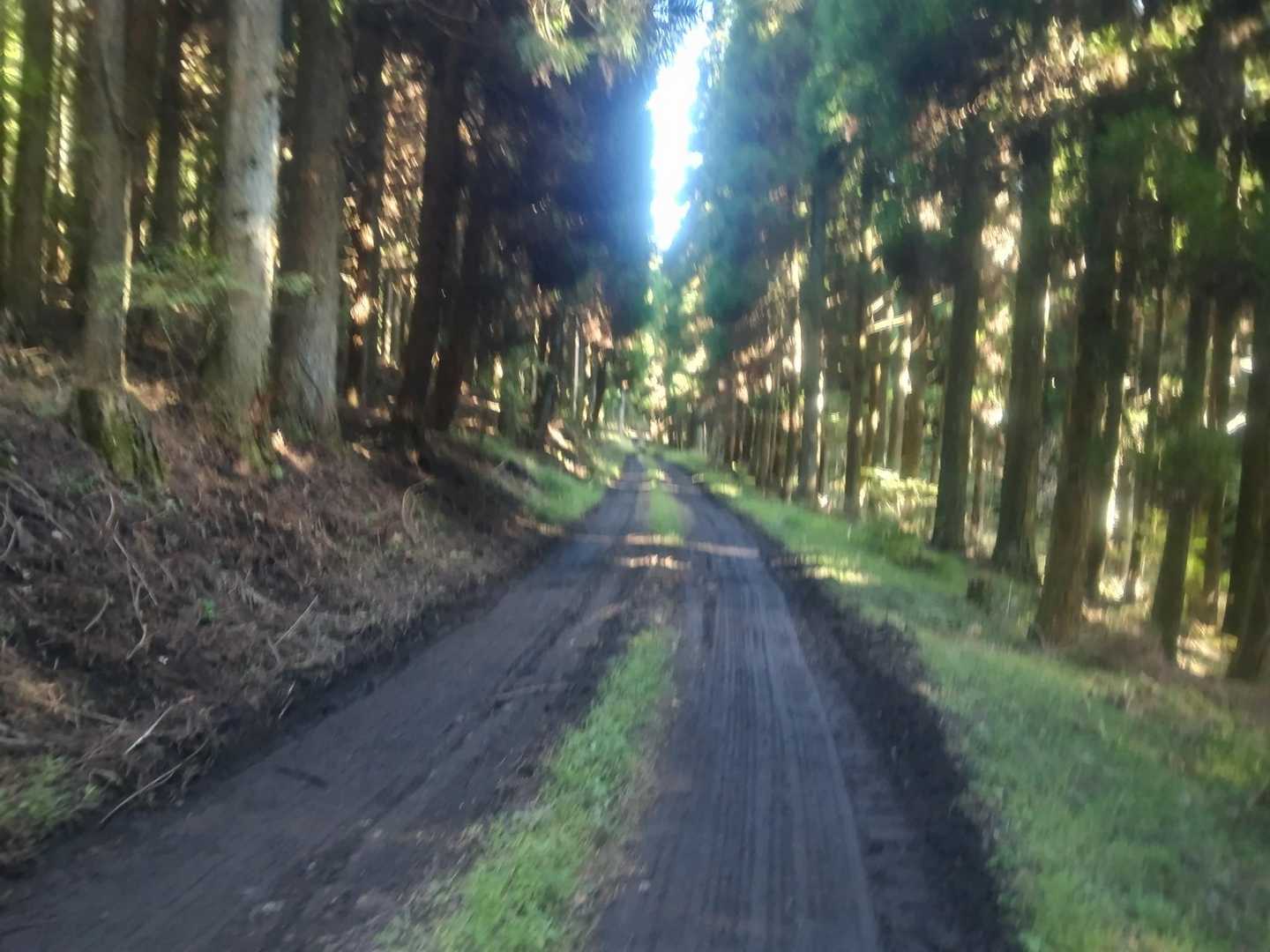 崩平山 往復コースの写真