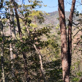 猿投山。。まだまだ先やね